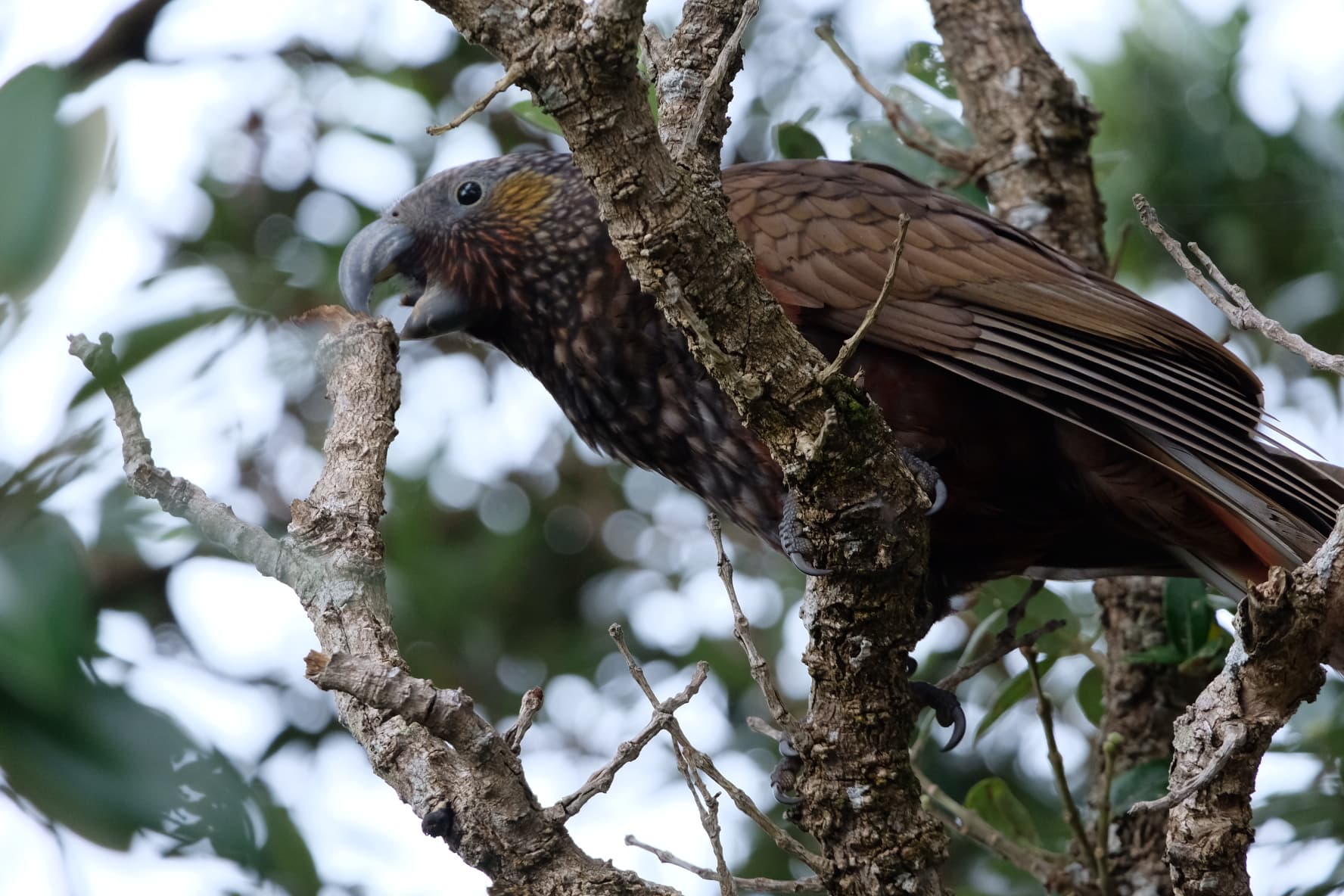 Return of the Kākā