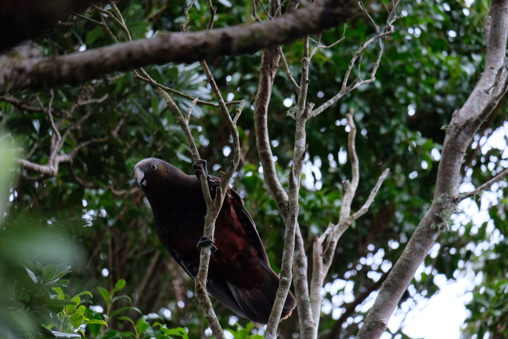 A photo of a Kākā in a pohutukawa tree.