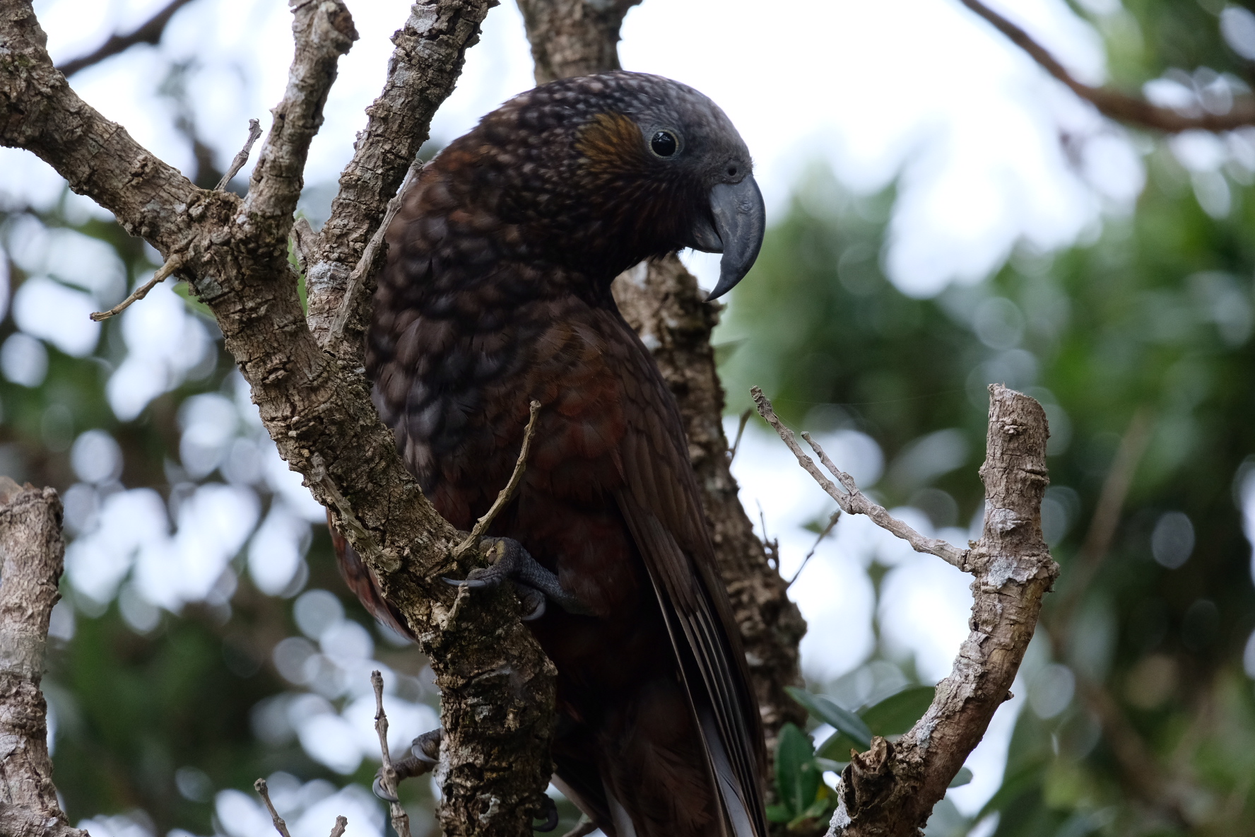 A Kākā in a Pohutukawa tree